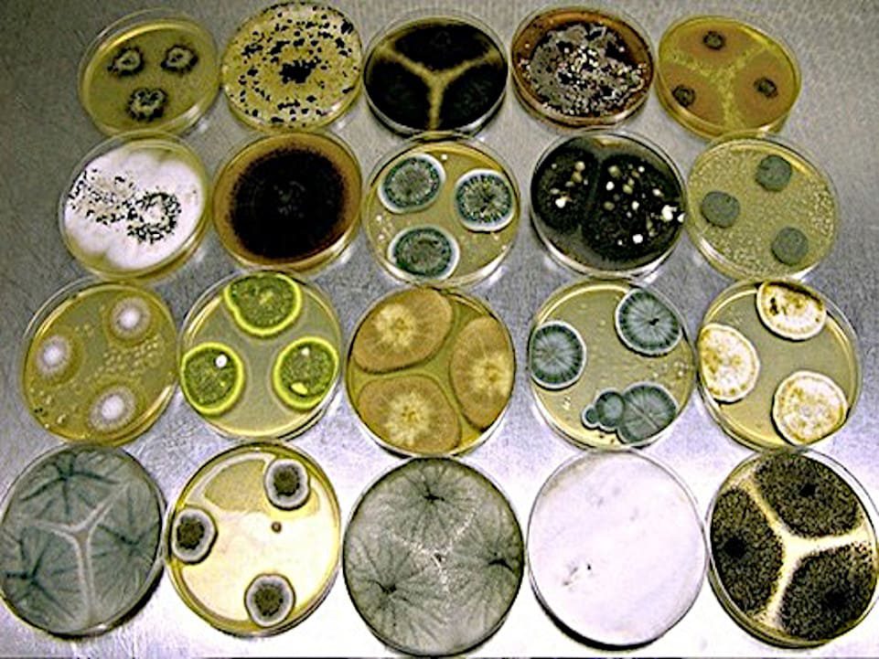 Varias especies de Penicillium, Aspergillus y otros hongos creciendo en diferentes cultivos