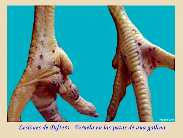 Diftero-viruela en las patas
