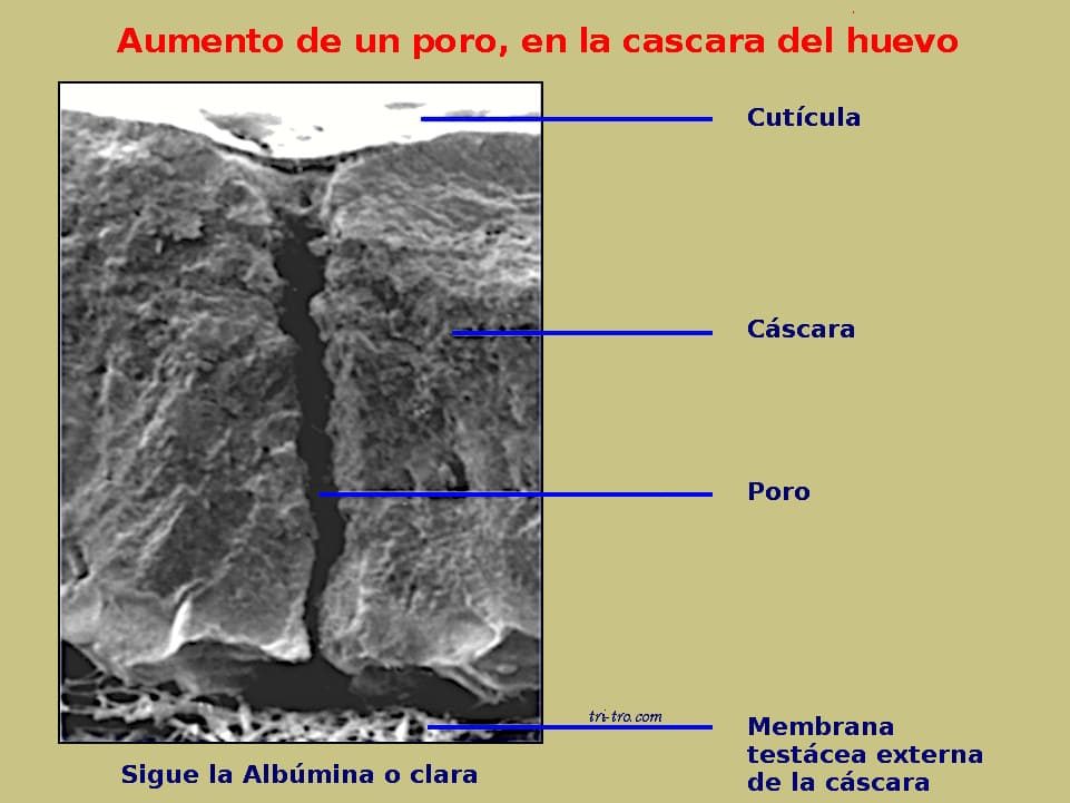 Vista Microscópica, corte transversal, observándose un poro, en la cáscara de huevo