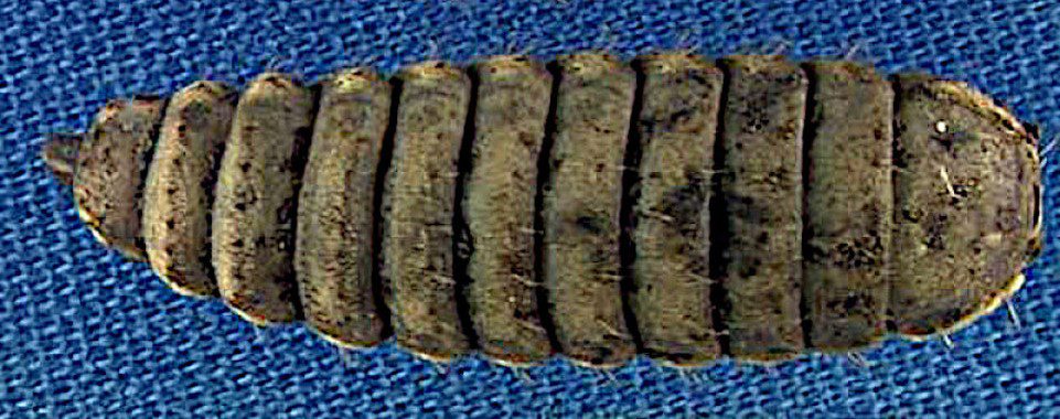 Vista dorsal del sexto estadio de la larva de la mosca soldado negra