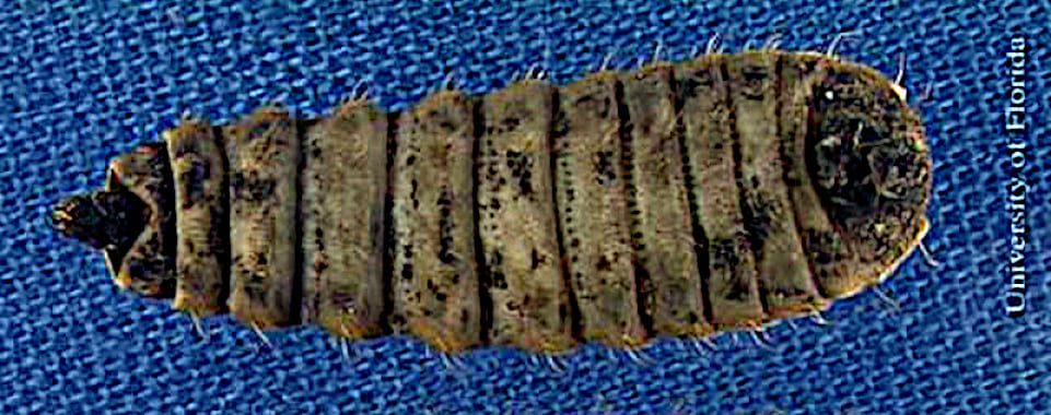 Vista ventral del sexto estadio de la larva de la mosca soldado negra