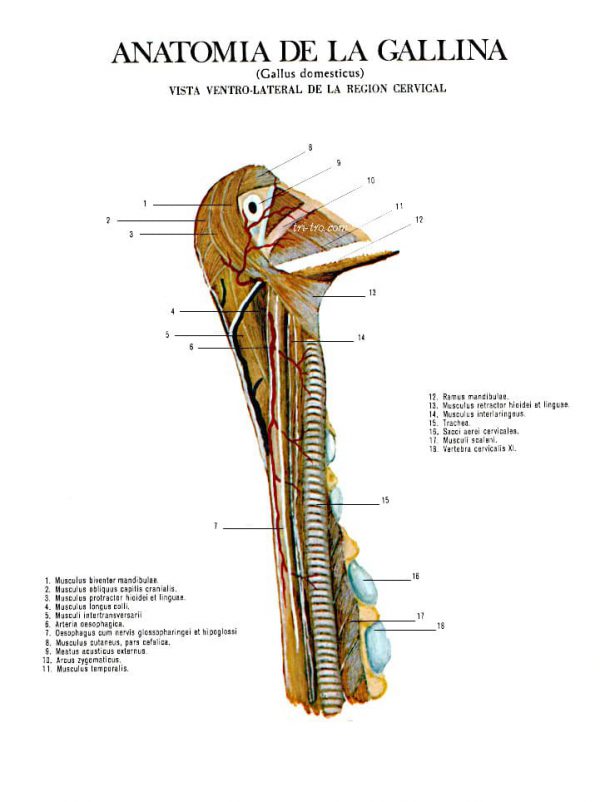 Vista ventro-lateral de la región cervical gallus domesticus.