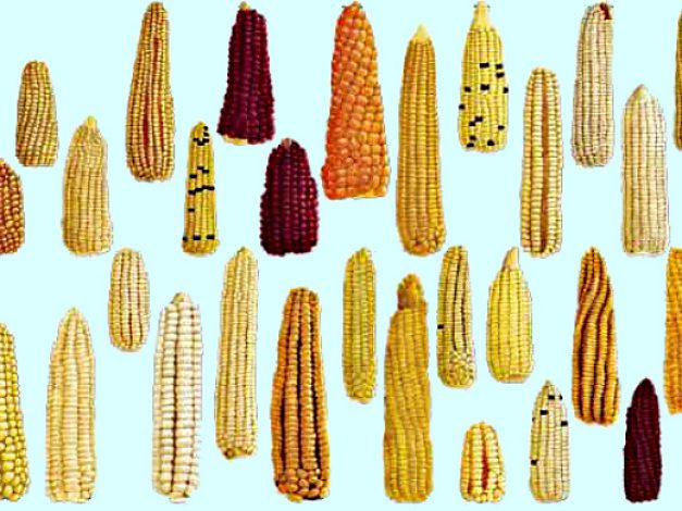 Catalogo del maíz Mexicano