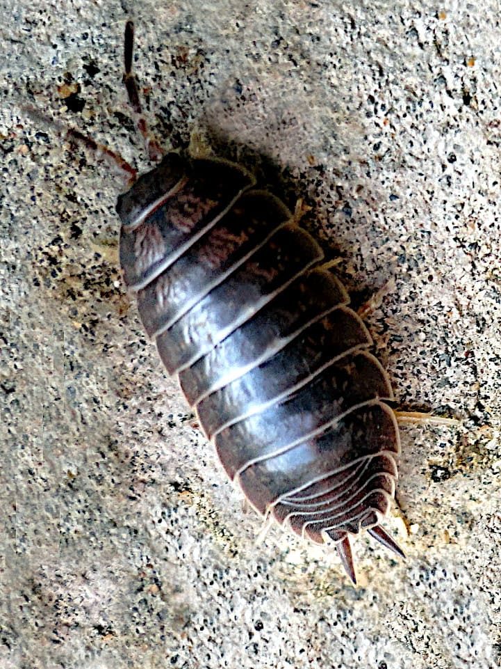 cochinilla de la humedad