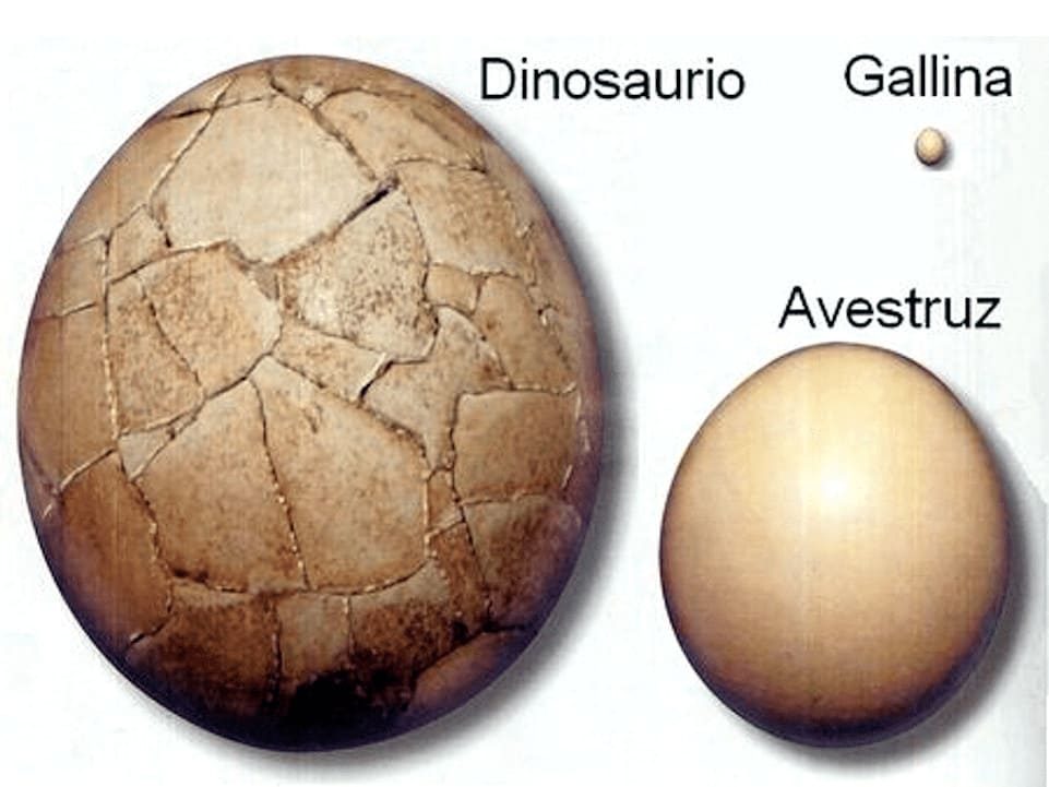 comparación de huevos