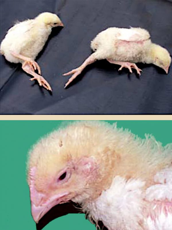 Encefalomielitis aviar pollos