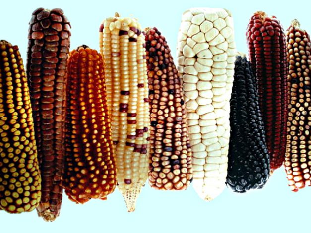 Fotos tipos de maíz
