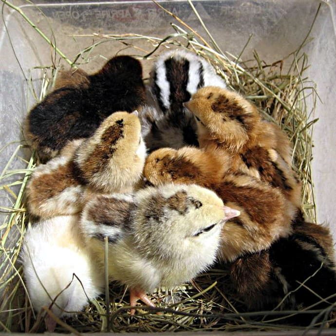 Futuras kikas incubadoras, 5 hembras y 3 gallos