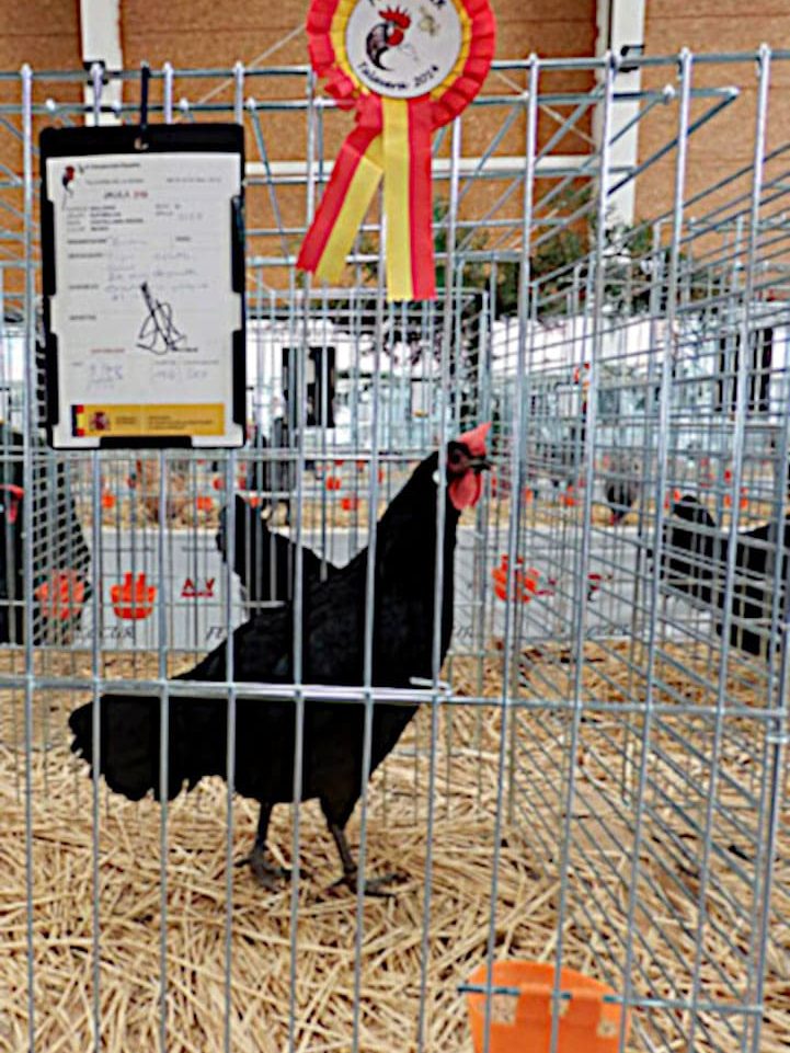 Gallina castellana negra campeona del IX campeonato de España 2014