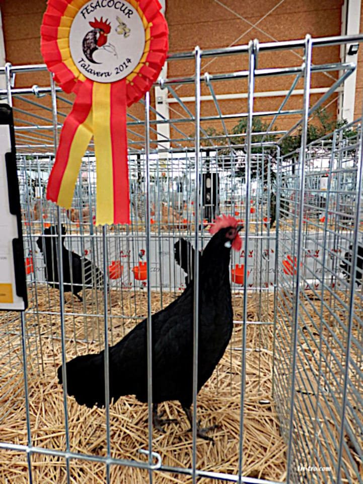 Gallina castellana negra campeona del IX campeonato de España 2014