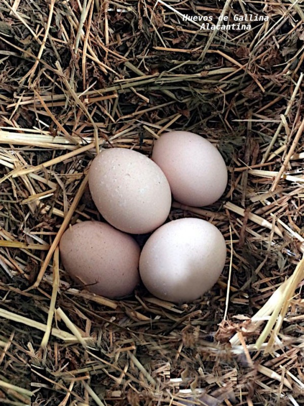huevos gallina Alacantina