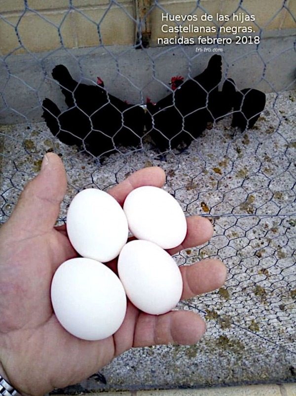 huevos blancos de las hijas castellanas negras