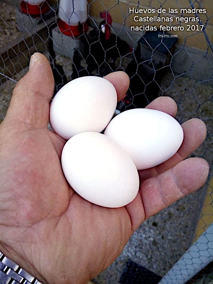 Huevos blancos madres Castellanas negras.