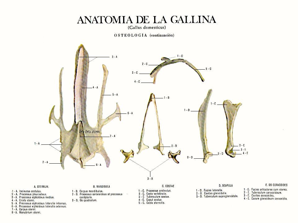 Anatomía Gallina Osteologia