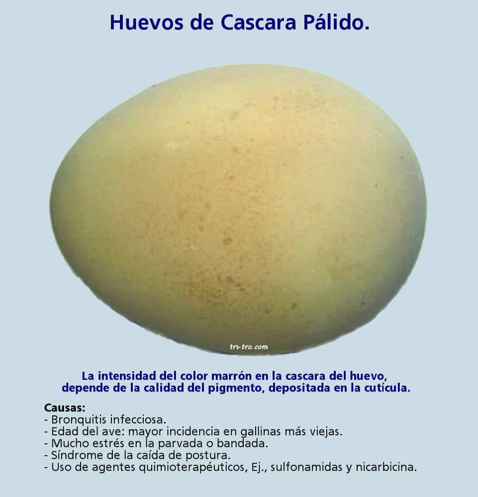 Huevos de cascara pálido