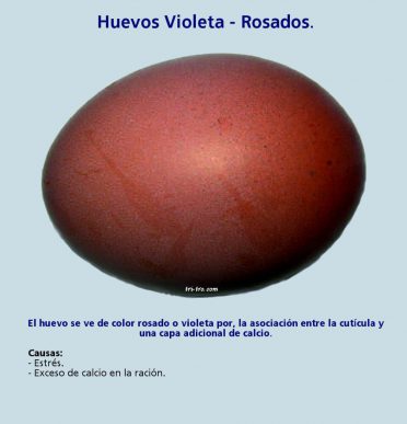 Huevos Violeta - Rosados