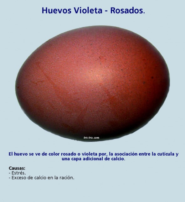 Huevos Violeta - Rosados
