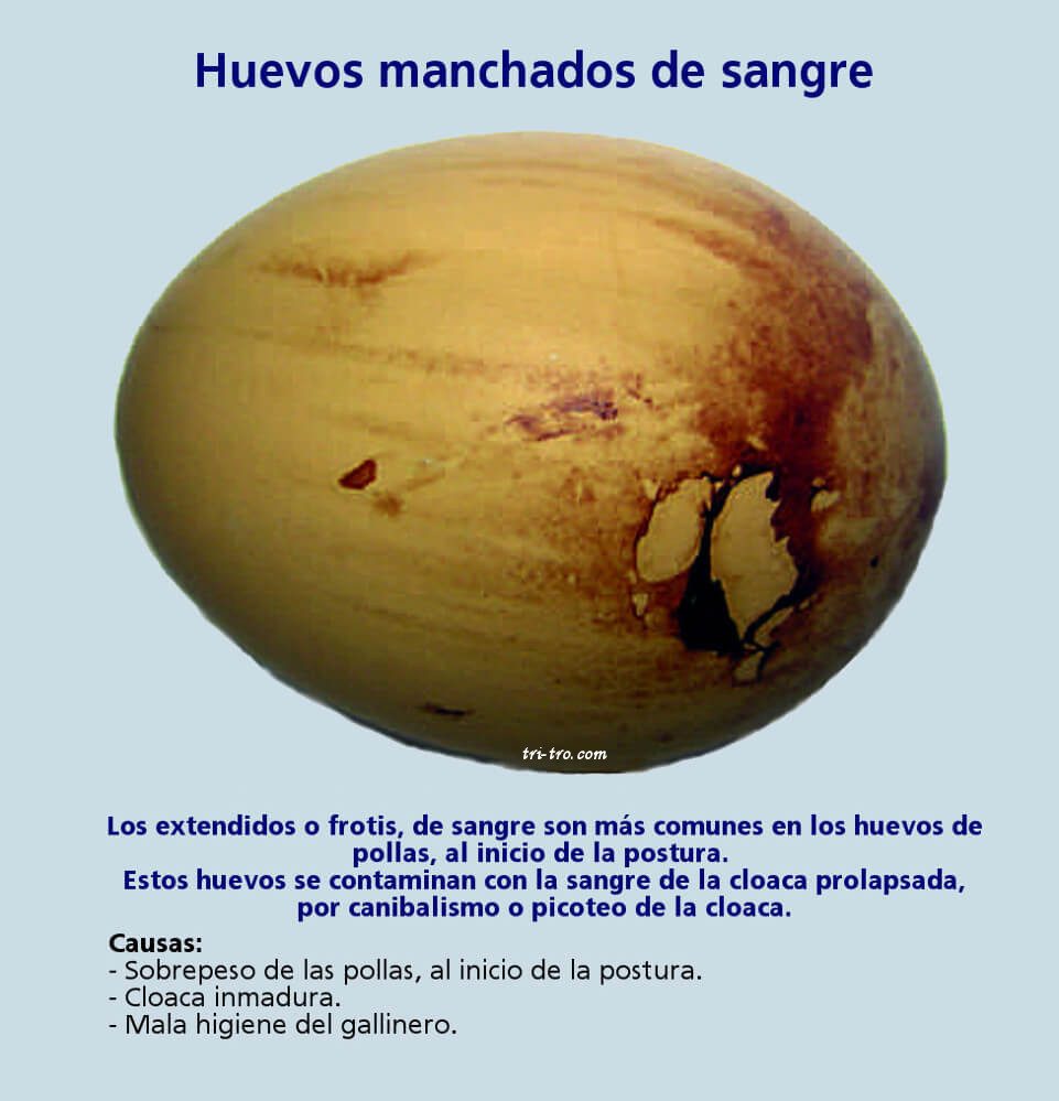 Huevos manchados de sangre