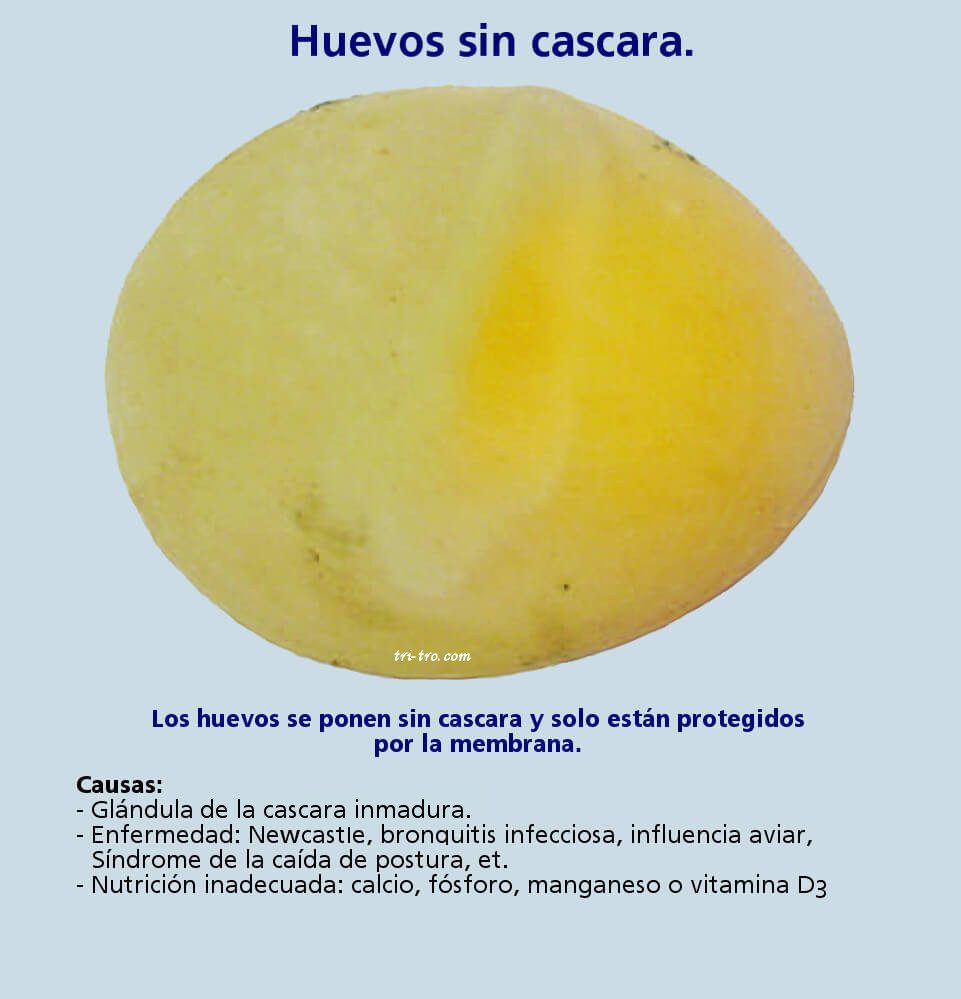 Huevos sin cascara
