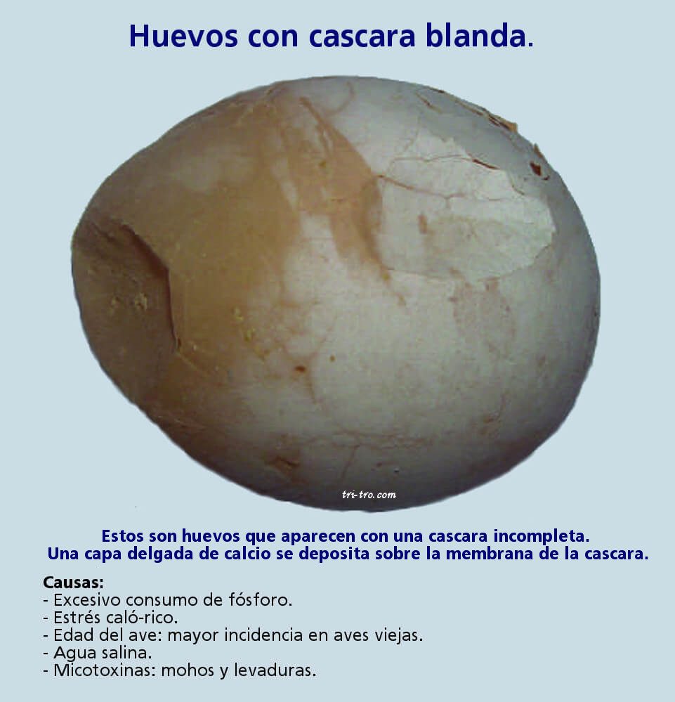 Huevos con cascara blanda