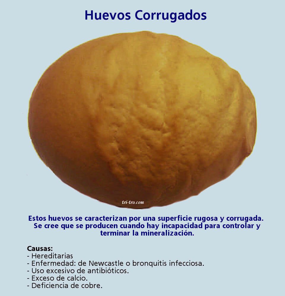Huevos corrugados