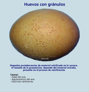Huevos con gránulos