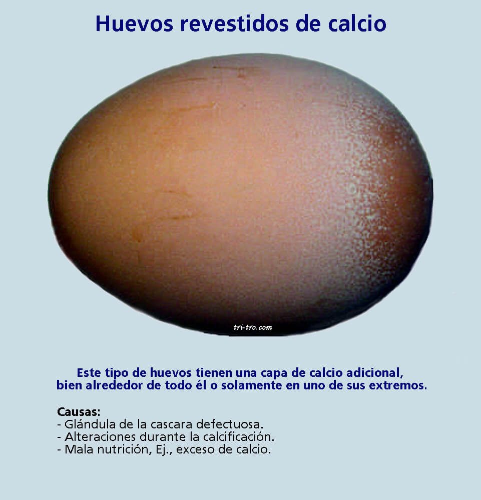 Huevos revestidos de calcio