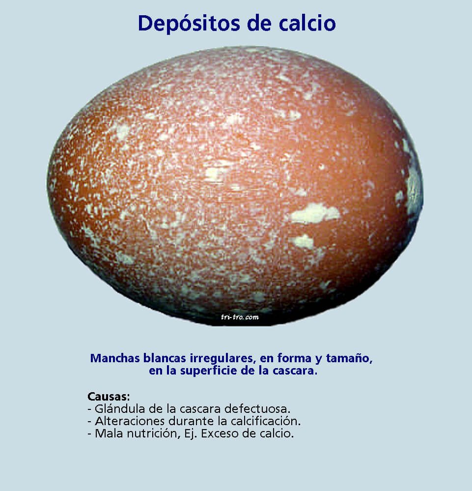 Huevos con depósitos de Calcio