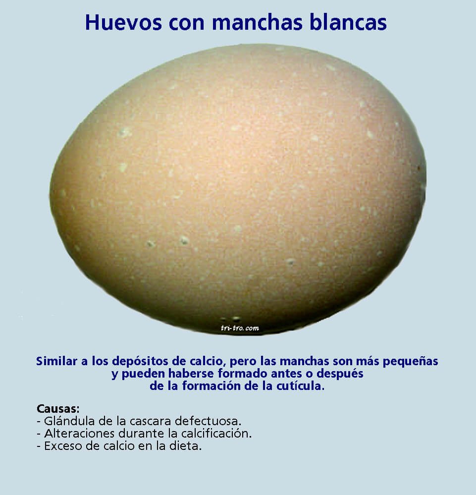 Huevos con manchas blancas