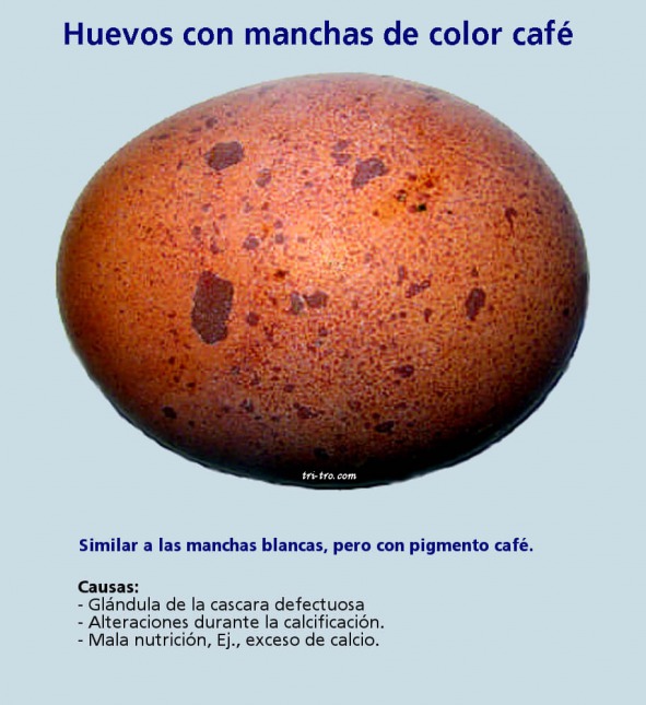 Huevos con manchas de color café