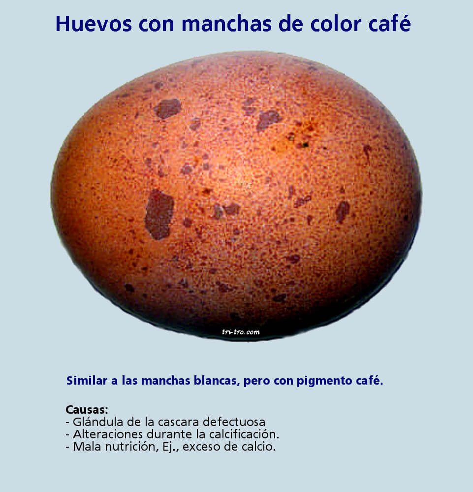 Huevos con manchas de color café