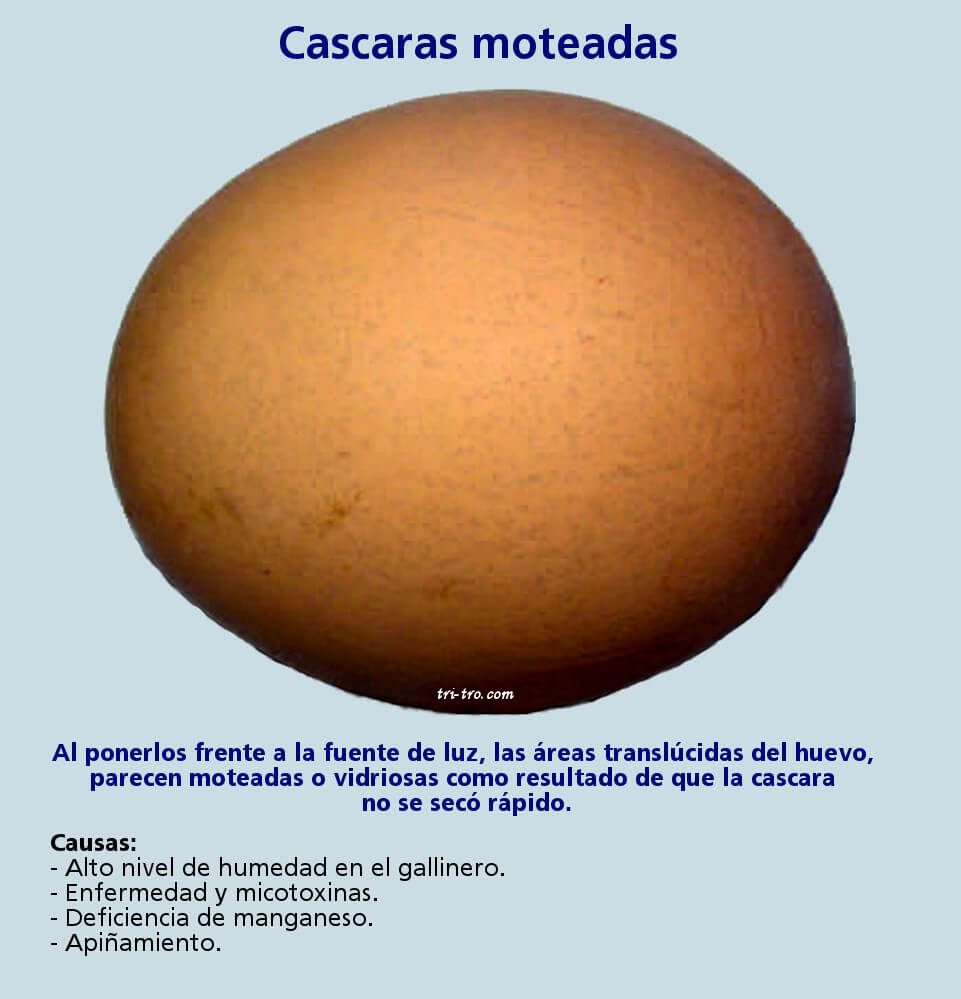 Huevos con cascara moteada