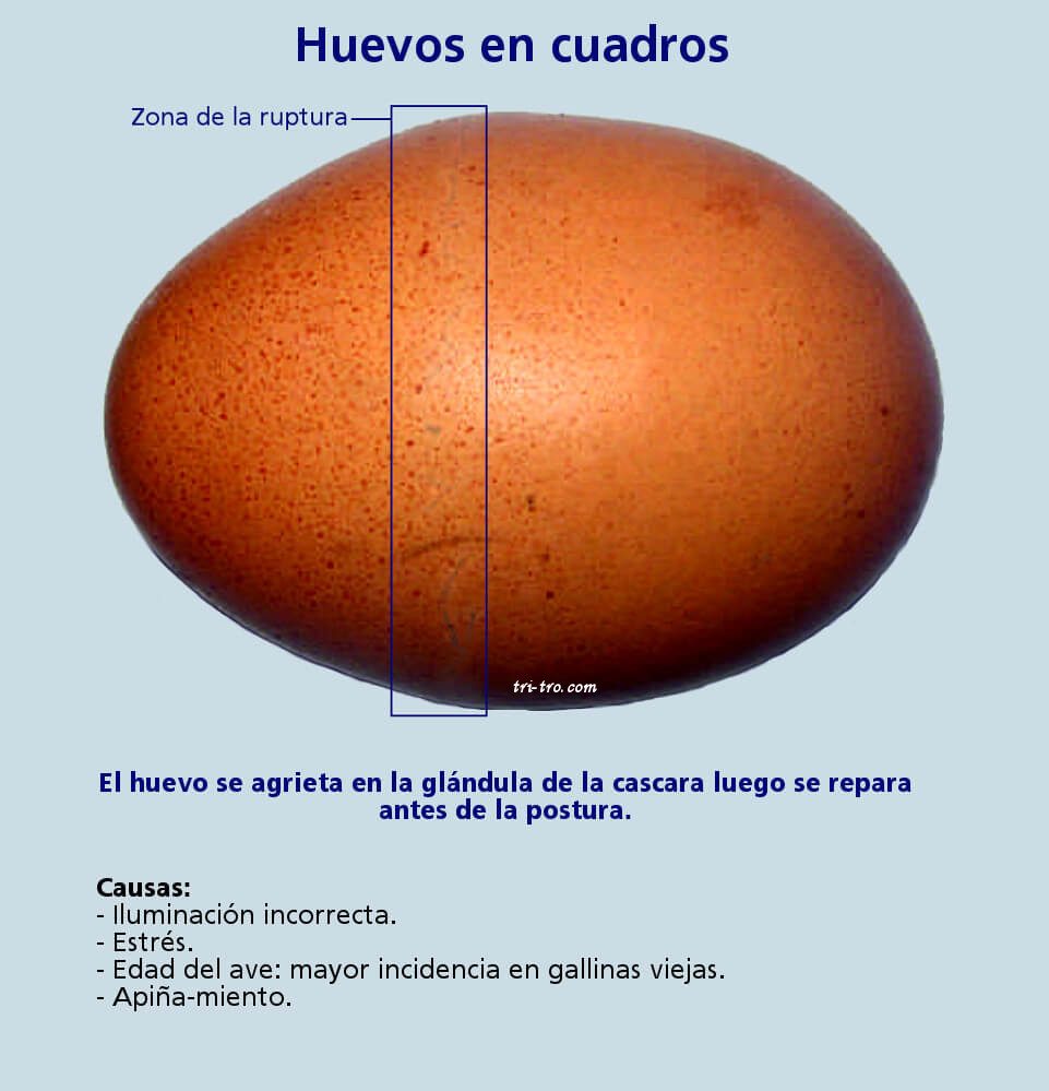 Huevos en cuadros