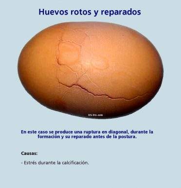 Huevos rotos y reparados