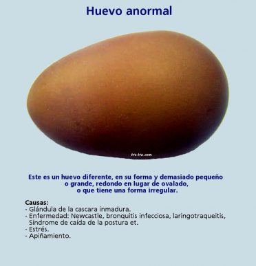 Huevo anormal