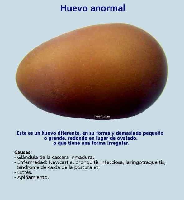 Huevo anormal
