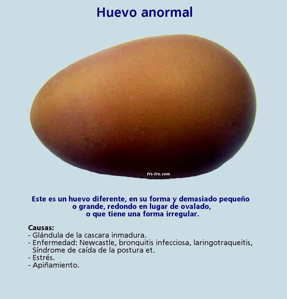 Huevo anormal