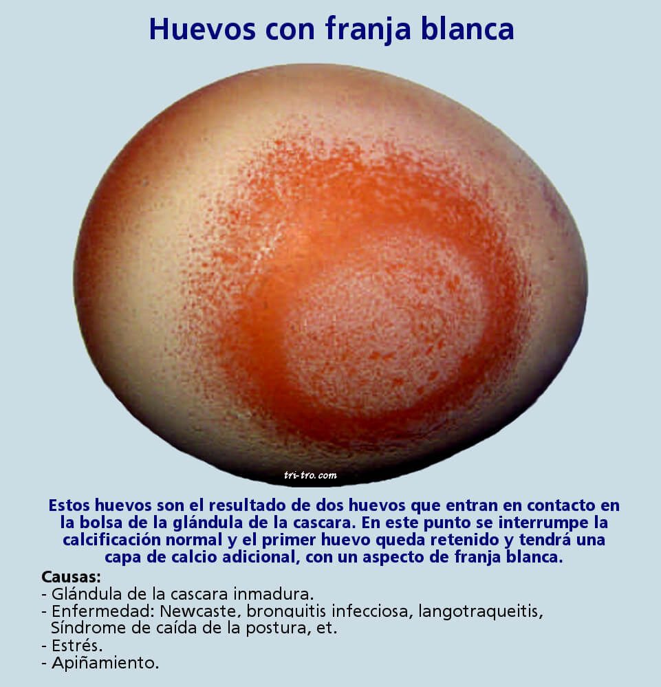 Huevos con franja blanca