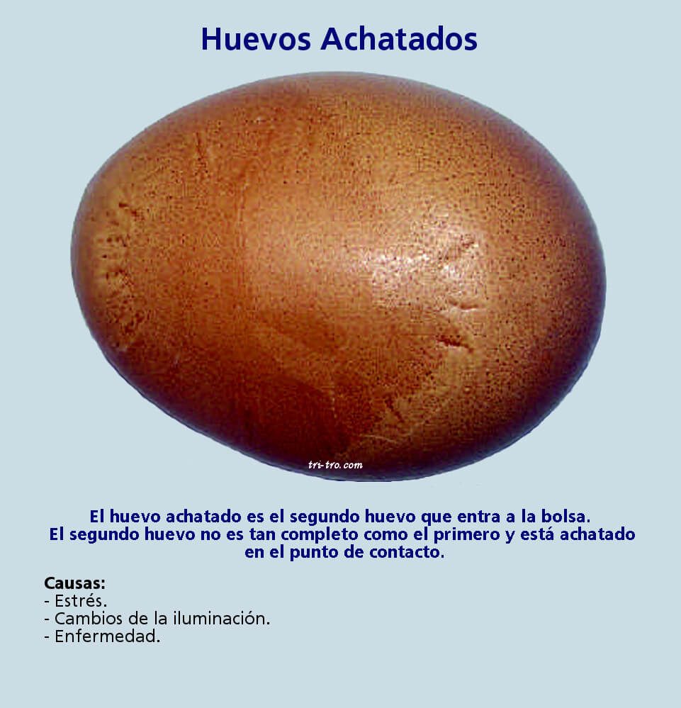 Huevo achatados