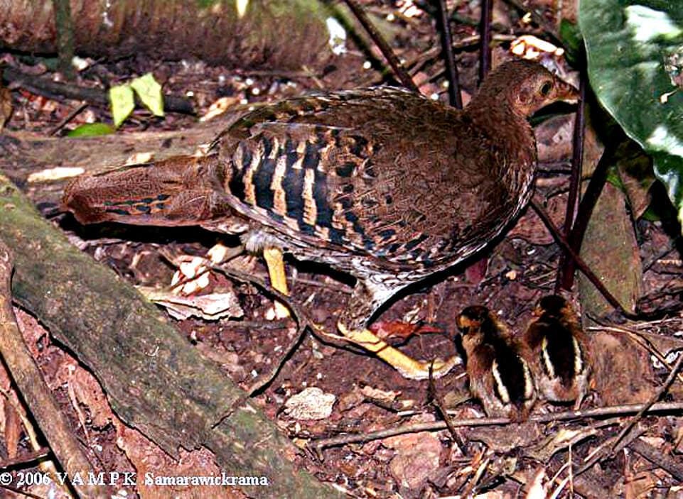 Lafayettii hembra con dos pollitos. ©V A M P K Samarawickrama, Sri Lanka, Julio 2006