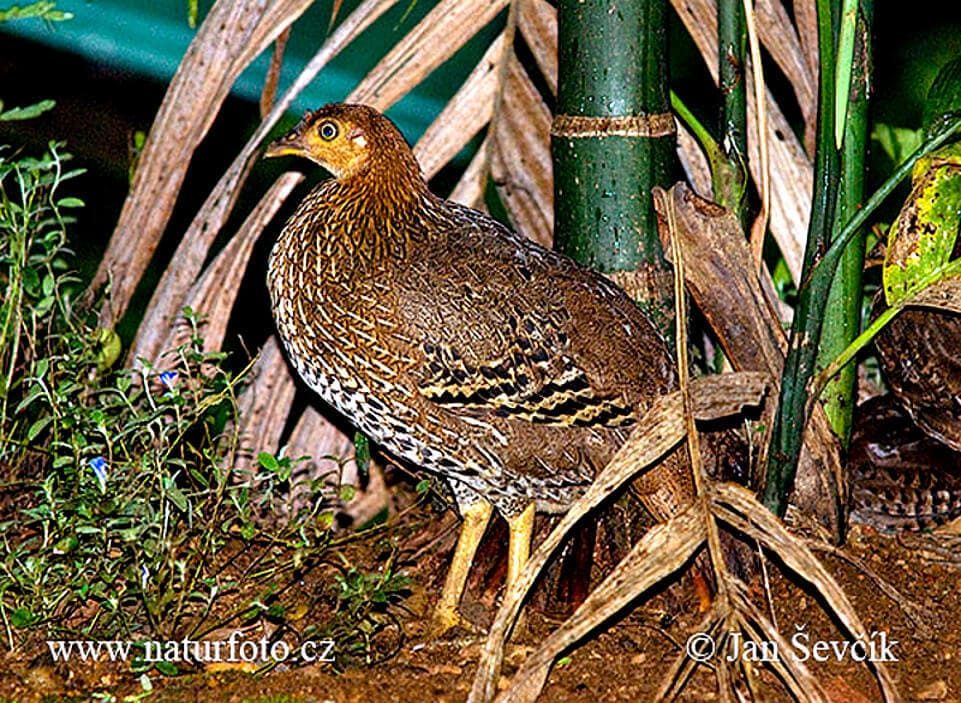 Hembra Gallus Lafayetii.