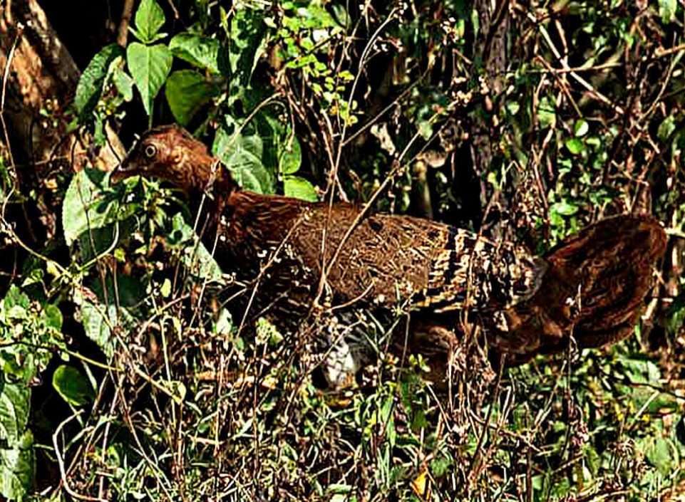 Lafayettii hembra © Sarala Jeevanthi Gamage, Lunugamvehera NP, Sri Lanka Abril 2013