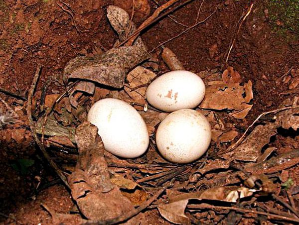 Lafayettii nido con huevos ©V A M P K Samarawickrama, Sri Lanka, Julio 2006