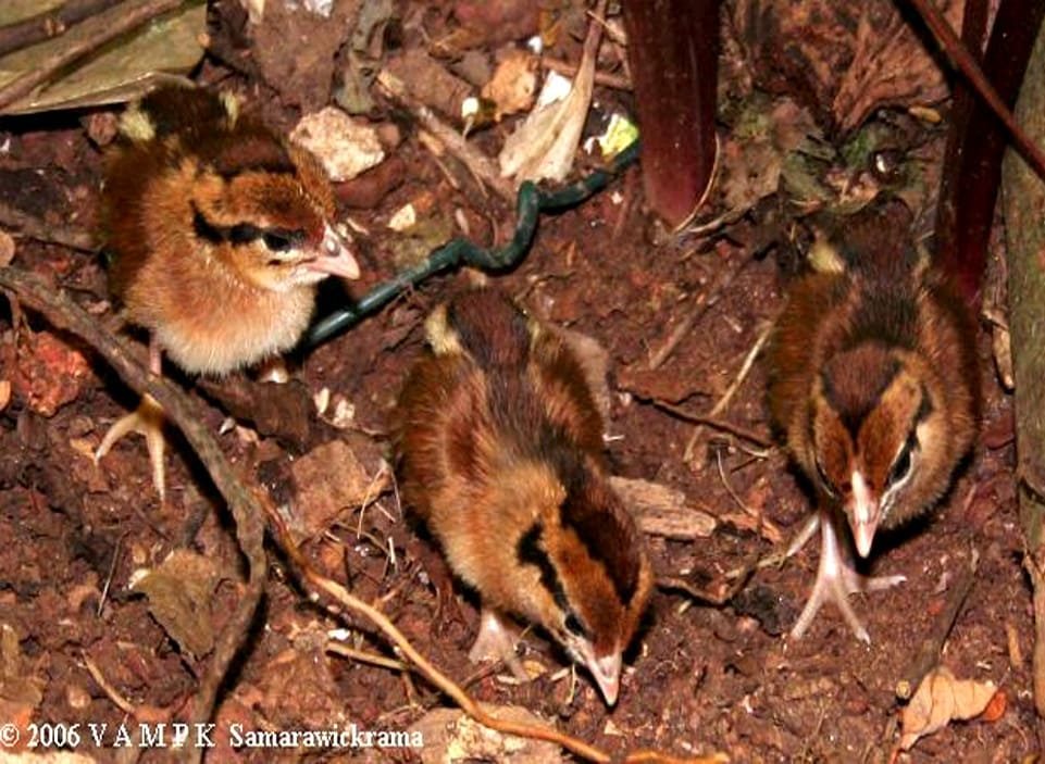 Lafayettii pollitos picoteando ©V A M P K Samarawickrama, Sri Lanka, Julio 2006
