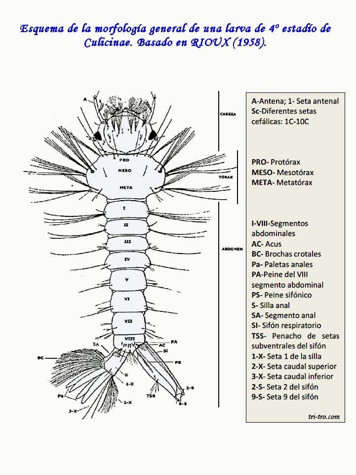 larva de 4º estadío de Culicinae. Basado en Rioux(1958)