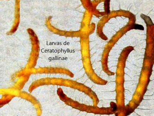 Larvas de pulga Ceratophyllus gallinae