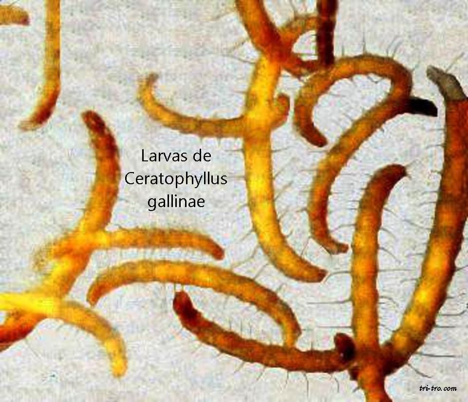 Larvas de pulga Ceratophyllus gallinae