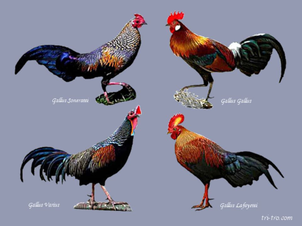 Las cuatros especies del genero Gallus. Los gallos ancestros, que dan origen al gallus domesticus.