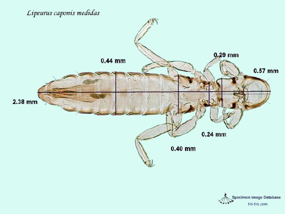 Lipeurus caponis, medidas