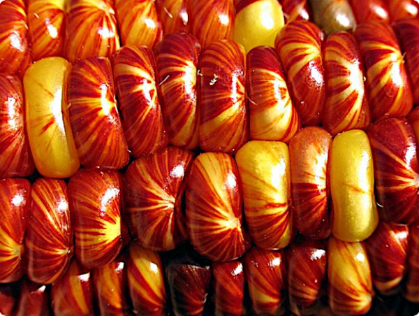 Granos de maíz rojo